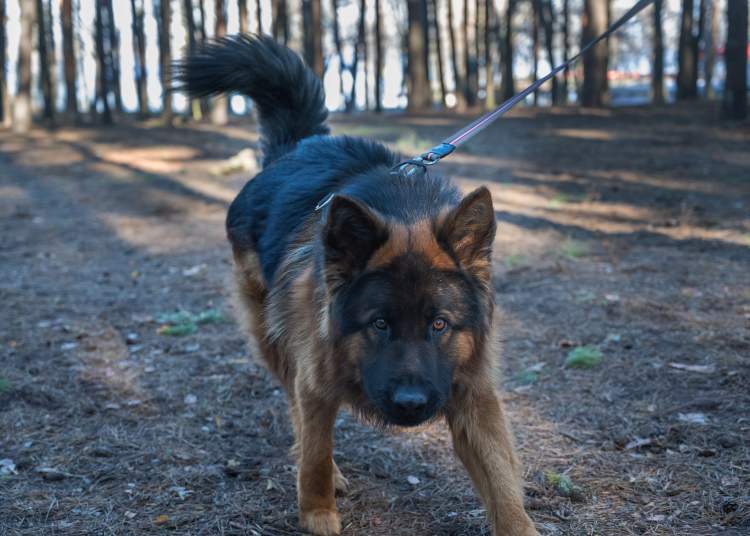 Chiens en laisse